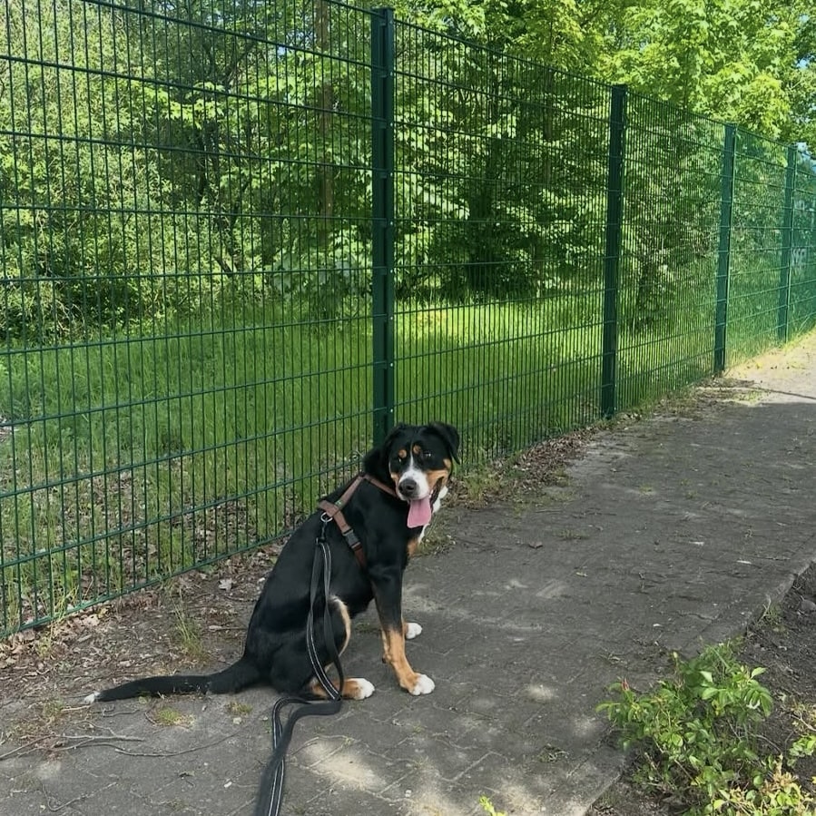 Hund mit Zaun
